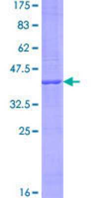 SDS-PAGE: Recombinant Human KRTAP1-5 GST (N-Term) Protein [H00083895-P01]