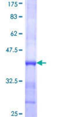 SDS-PAGE: Recombinant Human TMPRSS13 GST (N-Term) Protein [H00084000-Q01]