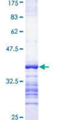 SDS-PAGE: Recombinant Human OBSCN GST (N-Term) Protein [H00084033-Q01]