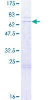 SDS-PAGE: Recombinant Human RBM48 GST (N-Term) Protein [H00084060-P01]