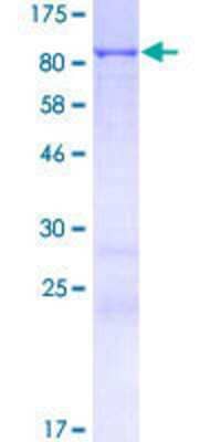 SDS-PAGE: Recombinant Human PLEKHN1 GST (N-Term) Protein [H00084069-P01]