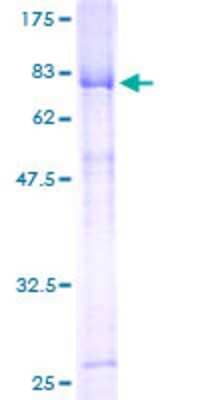 SDS-PAGE: Recombinant Human HORMAD1 GST (N-Term) Protein [H00084072-P01]