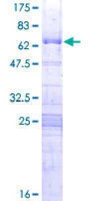 SDS-PAGE: Recombinant Human BXDC1 GST (N-Term) Protein [H00084154-P01]