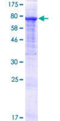 SDS-PAGE: Recombinant Human GTF2IRD2 GST (N-Term) Protein [H00084163-P01]