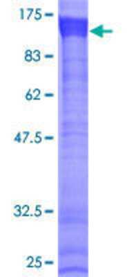 SDS-PAGE: Recombinant Human RKHD3 GST (N-Term) Protein [H00084206-P01]