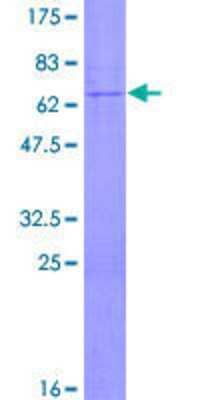 SDS-PAGE: Recombinant Human TBC1D3I GST (N-Term) Protein [H00084218-P01]