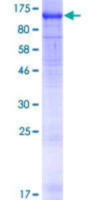 SDS-PAGE: Recombinant Human WDR24 GST (N-Term) Protein [H00084219-P01]