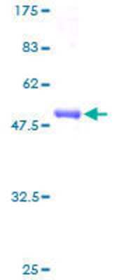 SDS-PAGE: Recombinant Human Calpain S2 GST (N-Term) Protein [H00084290-P01]