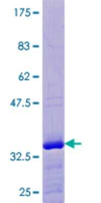 SDS-PAGE: Recombinant Human ELOF1 GST (N-Term) Protein [H00084337-P01]