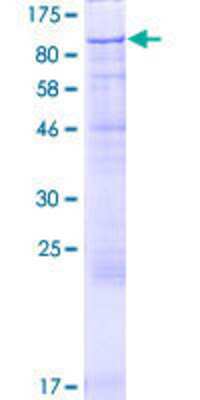 SDS-PAGE: Recombinant Human GFM2 GST (N-Term) Protein [H00084340-P01]