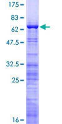 SDS-PAGE: Recombinant Human NIFK GST (N-Term) Protein [H00084365-P01]