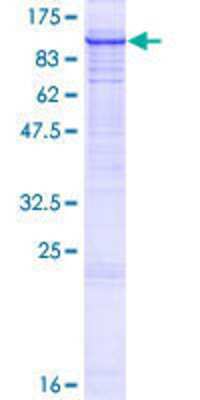 SDS-PAGE: Recombinant Human HRD1 GST (N-Term) Protein [H00084447-P01]