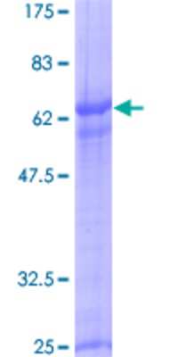 SDS-PAGE: Recombinant Human RHOXF2 GST (N-Term) Protein [H00084528-P01]