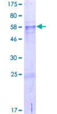 SDS-PAGE: Recombinant Human CCDC54 GST (N-Term) Protein [H00084692-P01]