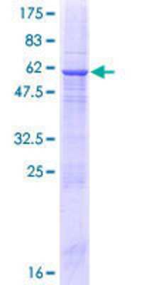 SDS-PAGE: Recombinant Human CAPS2 GST (N-Term) Protein [H00084698-P01]