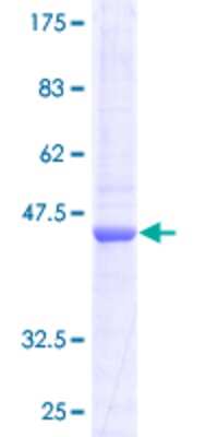 SDS-PAGE: Recombinant Human COX IV Isoform 2 GST (N-Term) Protein [H00084701-P01]