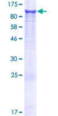 SDS-PAGE: Recombinant Human LRCH3 GST (N-Term) Protein [H00084859-P01]