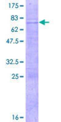 SDS-PAGE: Recombinant Human ATOH8 GST (N-Term) Protein [H00084913-P01]