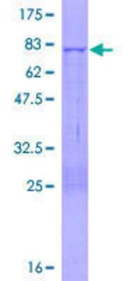 SDS-PAGE: Recombinant Human MPND GST (N-Term) Protein [H00084954-P01]