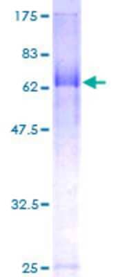 SDS-PAGE: Recombinant Human FBXL20 GST (N-Term) Protein [H00084961-P01]