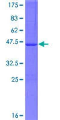 SDS-PAGE: Recombinant Human ATG4D GST (N-Term) Protein [H00084971-P01]