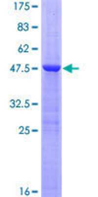 SDS-PAGE: Recombinant Human RGS8 GST (N-Term) Protein [H00085397-P01]