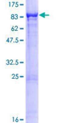 SDS-PAGE: Recombinant Human DOCK7 GST (N-Term) Protein [H00085440-P01]