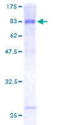 SDS-PAGE: Recombinant Human Ccd1/DIXDC1 GST (N-Term) Protein [H00085458-P01]