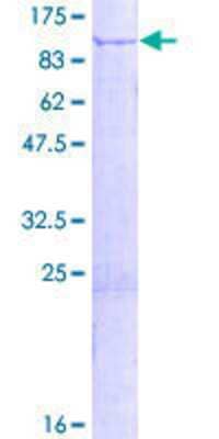 SDS-PAGE: Recombinant Human GFM1 GST (N-Term) Protein [H00085476-P01]