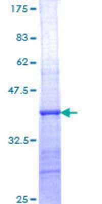 SDS-PAGE: Recombinant Human PSKH2 GST (N-Term) Protein [H00085481-Q01]