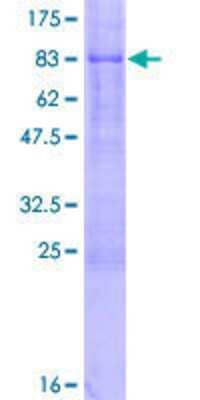 SDS-PAGE: Recombinant Human MIDN GST (N-Term) Protein [H00090007-P01]