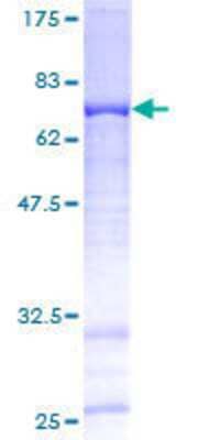 SDS-PAGE: Recombinant Human FAM110B GST (N-Term) Protein [H00090362-P01]