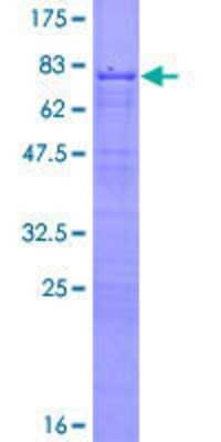 SDS-PAGE: Recombinant Human ZNF622 GST (N-Term) Protein [H00090441-P01]