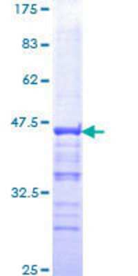 SDS-PAGE: Recombinant Human Pygopus-2 GST (N-Term) Protein [H00090780-Q01]