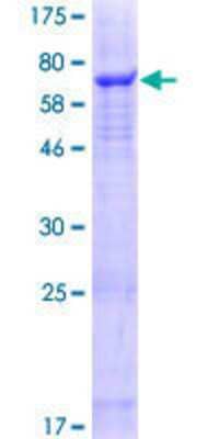 SDS-PAGE: Recombinant Human SLC25A46 GST (N-Term) Protein [H00091137-P01]