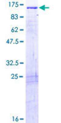 SDS-PAGE: Recombinant Human eEF1A2 binding protein GST (N-Term) Protein [H00091156-P01]