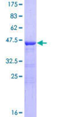 SDS-PAGE: Recombinant Human BOD1 GST (N-Term) Protein [H00091272-P01]