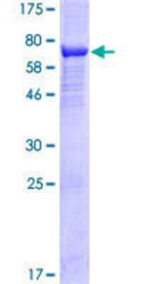 SDS-PAGE: Recombinant Human ARRDC4 GST (N-Term) Protein [H00091947-P01]