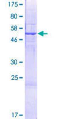 SDS-PAGE: Recombinant Human OXNAD1 GST (N-Term) Protein [H00092106-P01]