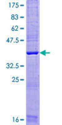 SDS-PAGE: Recombinant Human TMEM88 GST (N-Term) Protein [H00092162-P01]