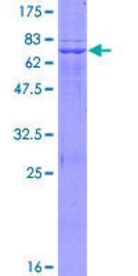 SDS-PAGE: Recombinant Human LDHAL6B GST (N-Term) Protein [H00092483-P01]