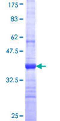 SDS-PAGE: Recombinant Human PKHD1L1 GST (N-Term) Protein [H00093035-Q01]