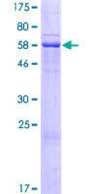 SDS-PAGE: Recombinant Human HSPC105 GST (N-Term) Protein [H00093517-P01]