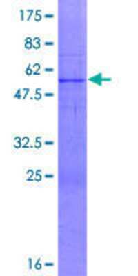 SDS-PAGE: Recombinant Human FBXO44 GST (N-Term) Protein [H00093611-P01]