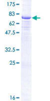 SDS-PAGE: Recombinant Human CPA5 GST (N-Term) Protein [H00093979-P01]