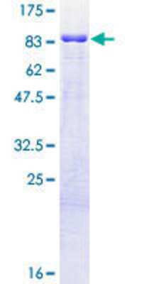 SDS-PAGE: Recombinant Human TRIM9 GST (N-Term) Protein [H00114088-P01]