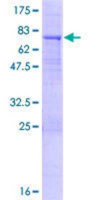 SDS-PAGE: Recombinant Human KLHL32 GST (N-Term) Protein [H00114792-P01]