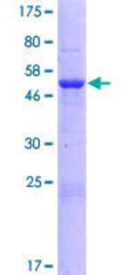 SDS-PAGE: Recombinant Human MALSU1 GST (N-Term) Protein [H00115416-P01]