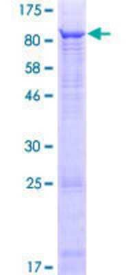 SDS-PAGE: Recombinant Human TTC6 GST (N-Term) Protein [H00115669-P01]