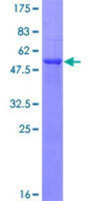 SDS-PAGE: Recombinant Human LRRC3B/LRP15 GST (N-Term) Protein [H00116135-P01]